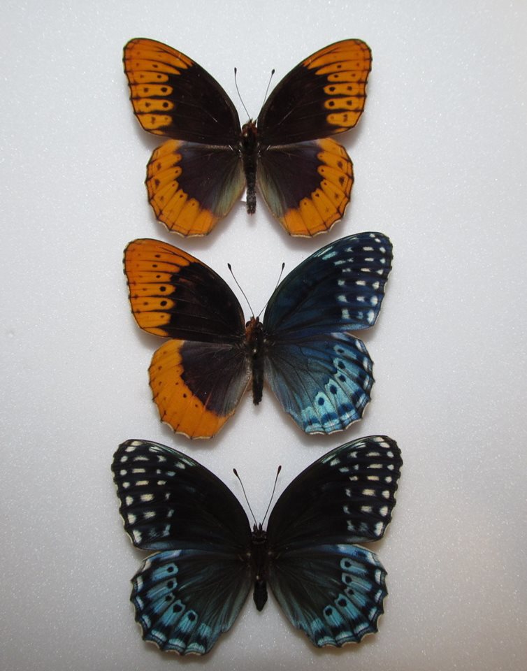 Speyeria diana bilateral gynandromorph and male-female